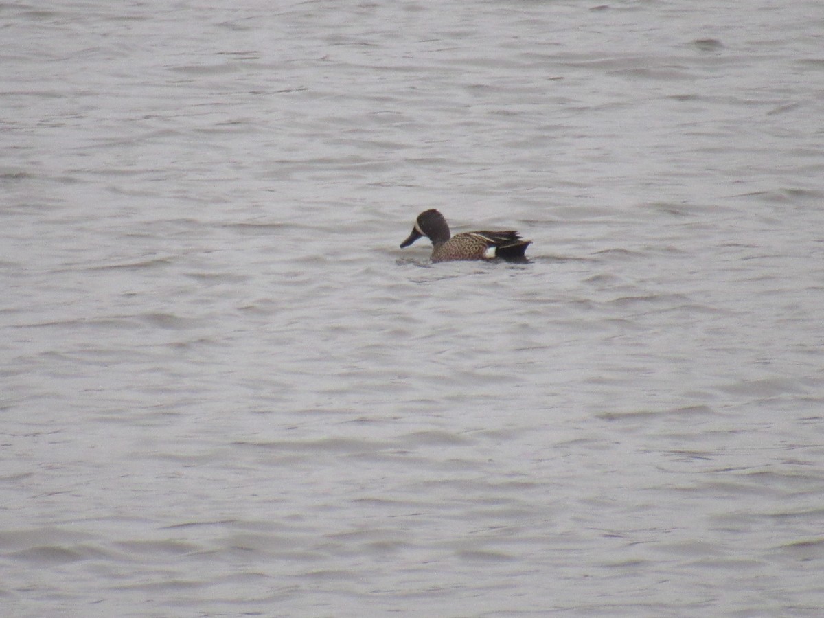 Blue-winged Teal - ML219004101