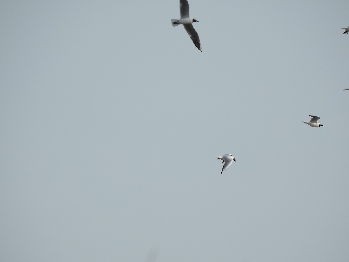 Black-headed Gull - Igor Kozytsky