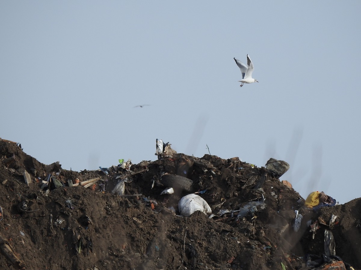 Black-headed Gull - Igor Kozytsky