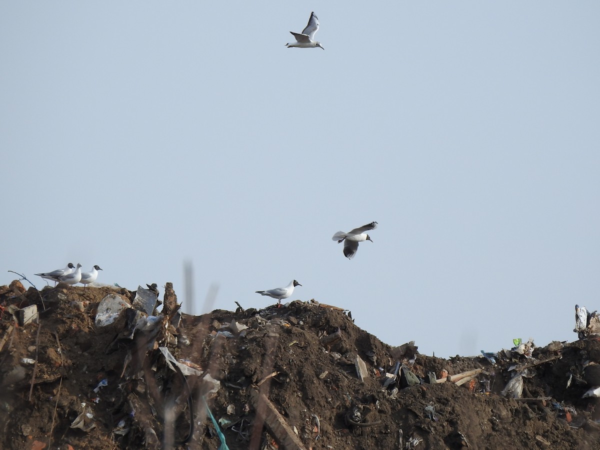 Black-headed Gull - Igor Kozytsky