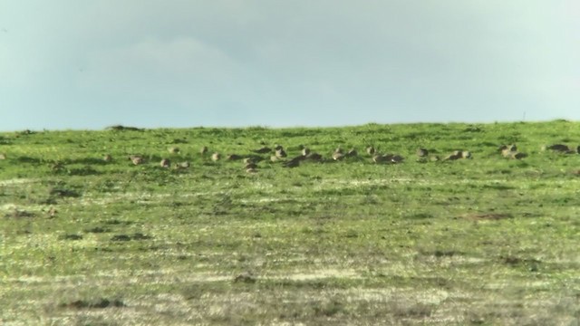 Pin-tailed Sandgrouse - ML219005241