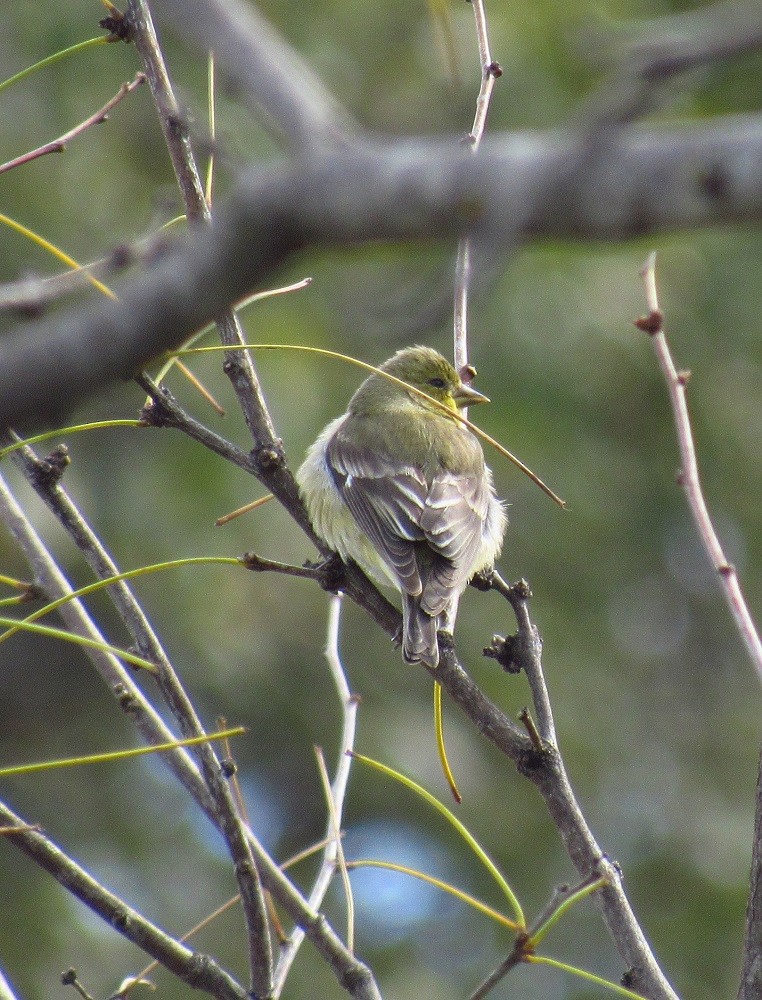 Lesser Goldfinch - ML219005441