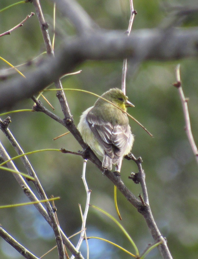 Lesser Goldfinch - ML219005451