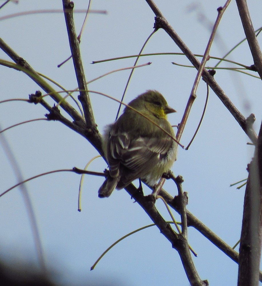 Lesser Goldfinch - ML219005461