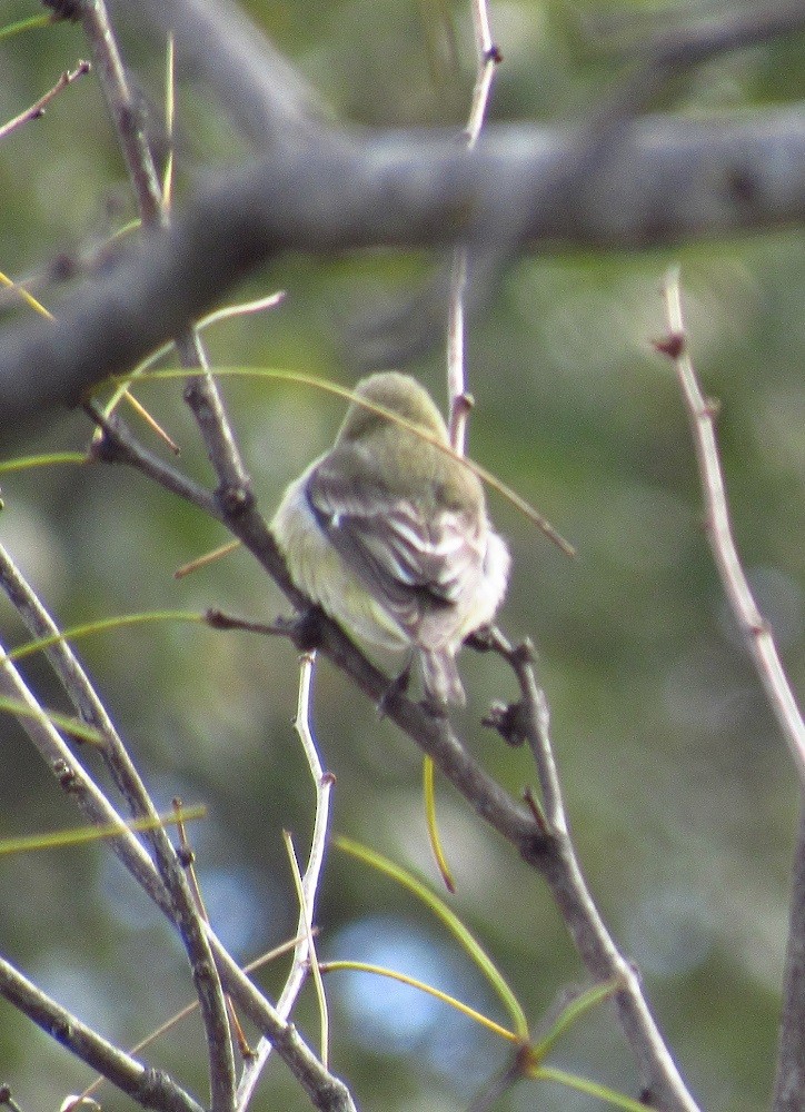 Lesser Goldfinch - ML219005471