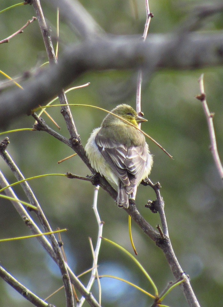 Lesser Goldfinch - ML219005481