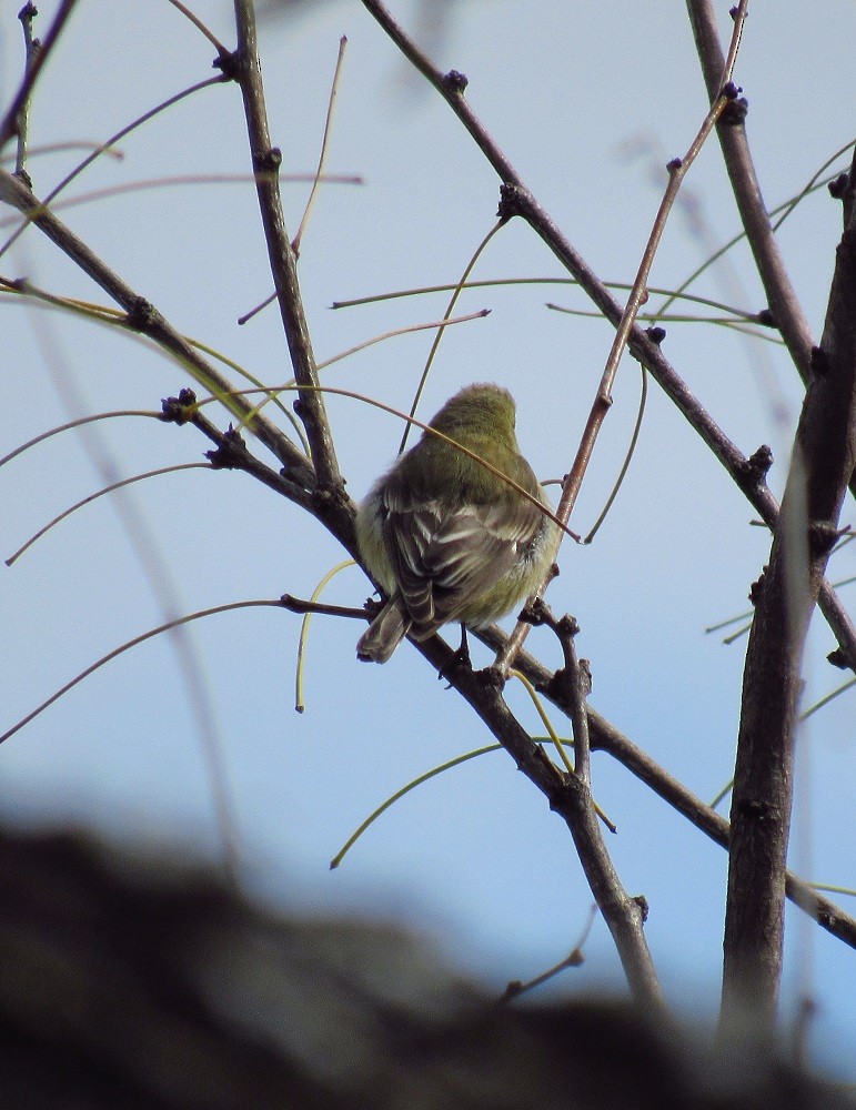 Lesser Goldfinch - ML219005491
