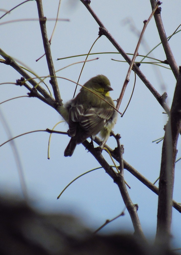 Lesser Goldfinch - ML219005501