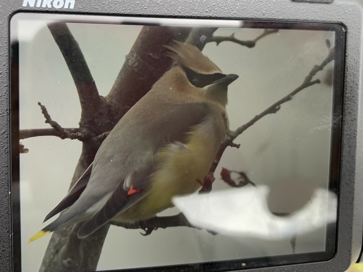 Cedar Waxwing - ML219009351