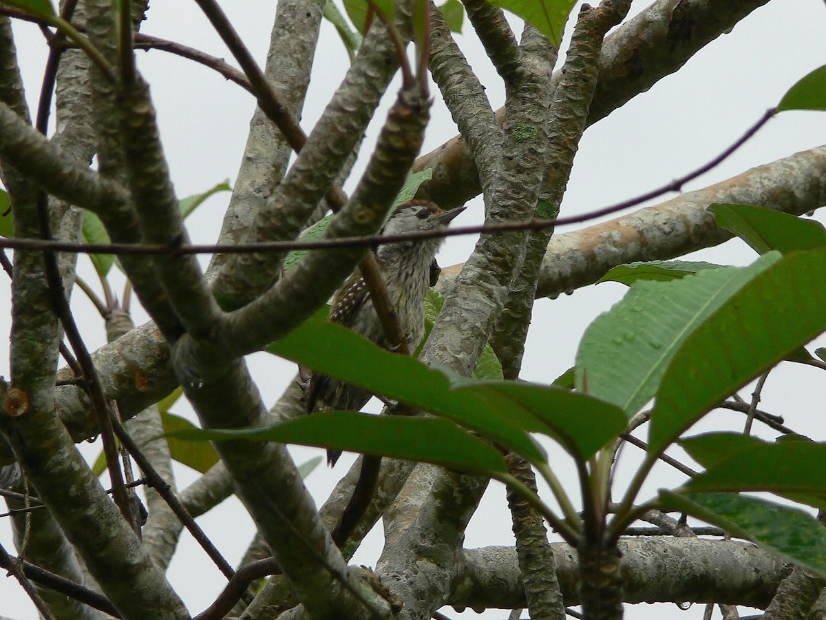 Cardinal Woodpecker - ML219010831