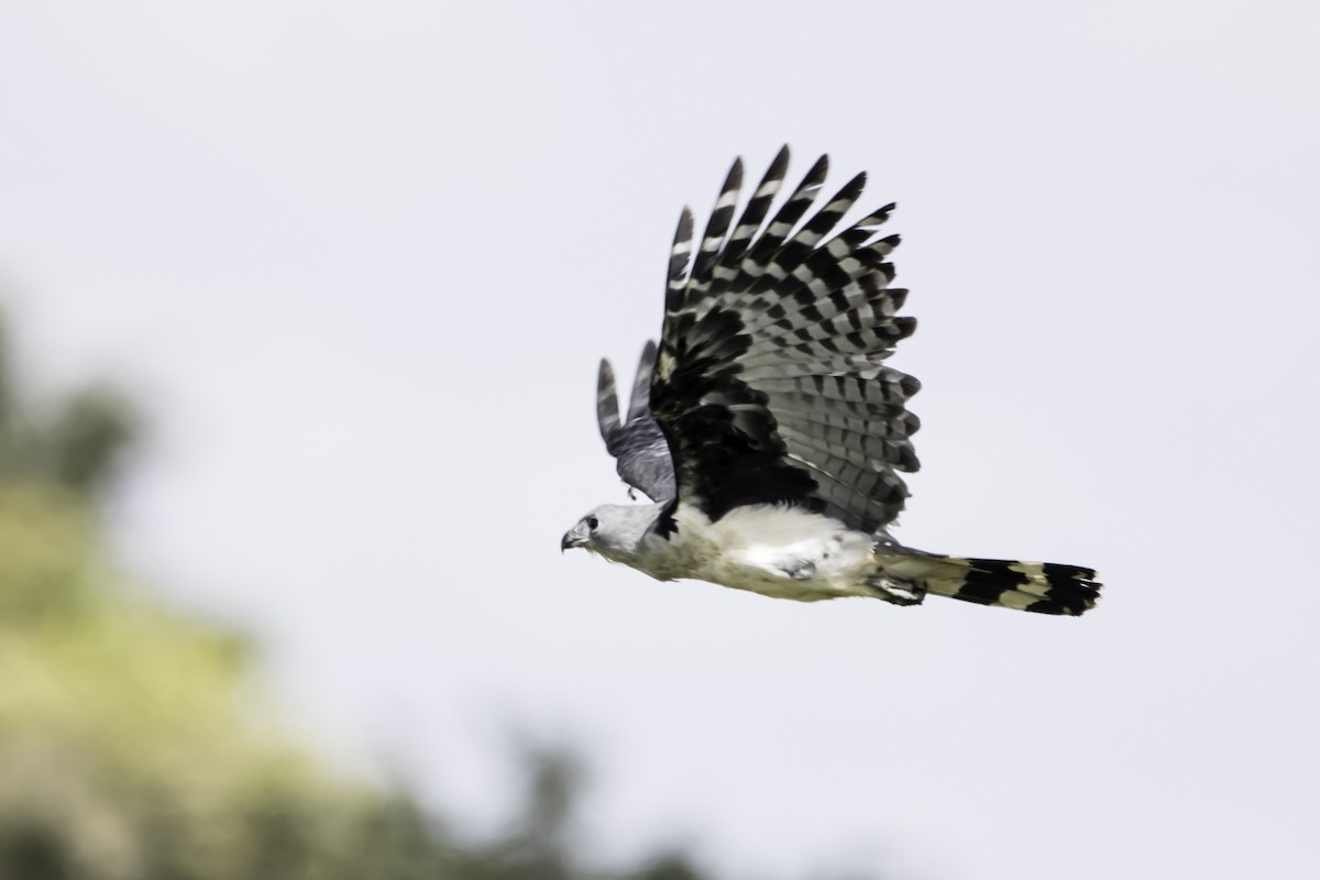 Gray-headed Kite - Jorge Eduardo Ruano