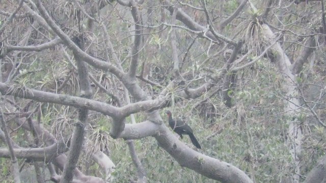 White-winged Guan - ML219013171