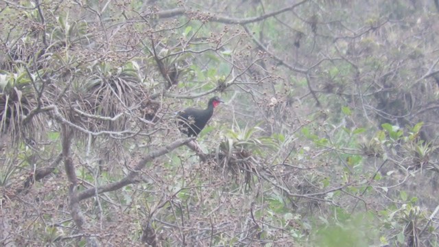 White-winged Guan - ML219013581