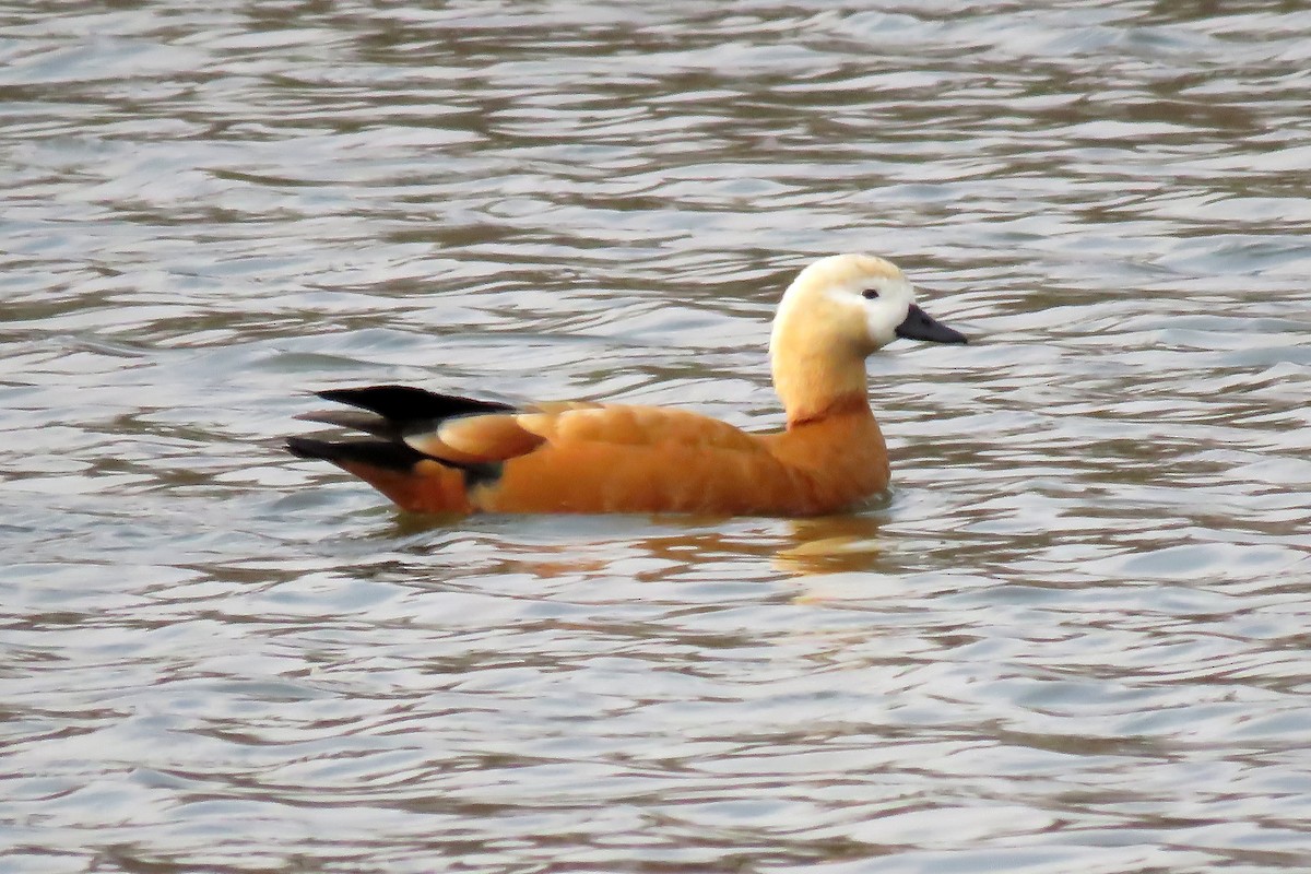 Ruddy Shelduck - ML219014251