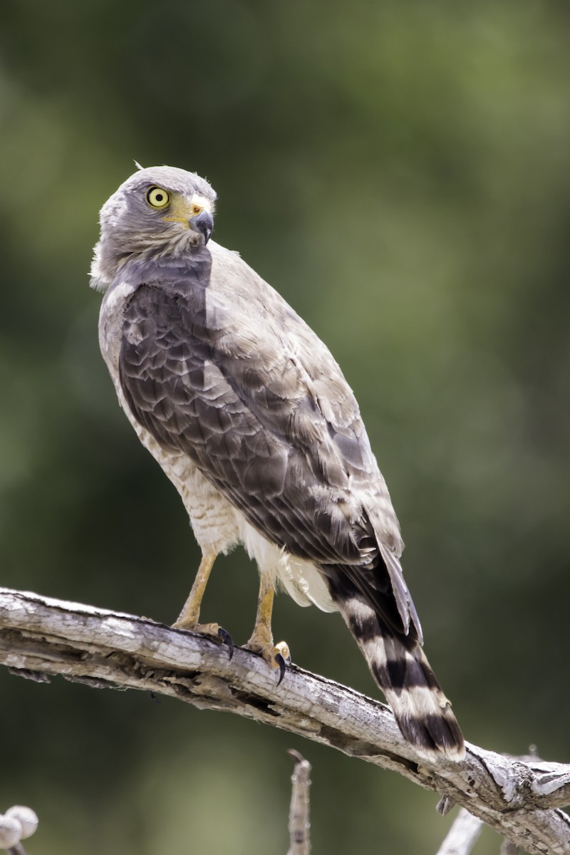 Roadside Hawk - ML219016671