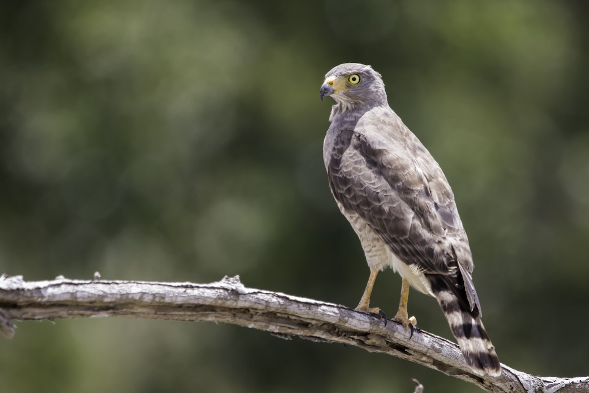 Roadside Hawk - ML219016811