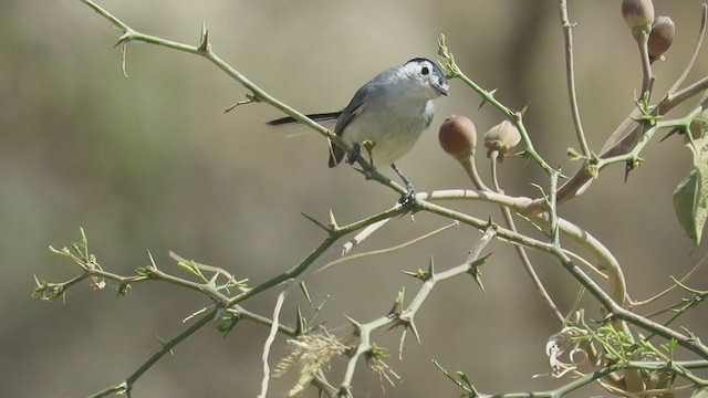 White-browed Gnatcatcher - ML219018551