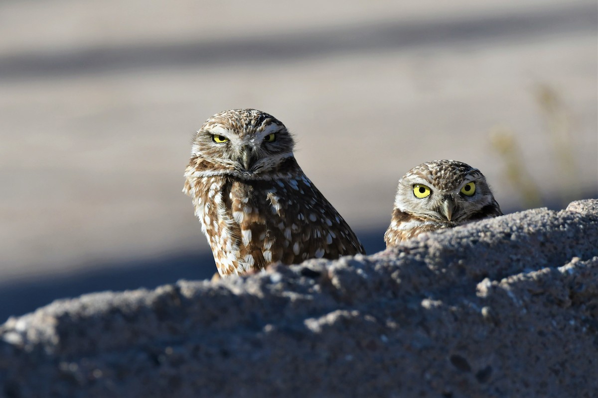 Burrowing Owl - ML219019931