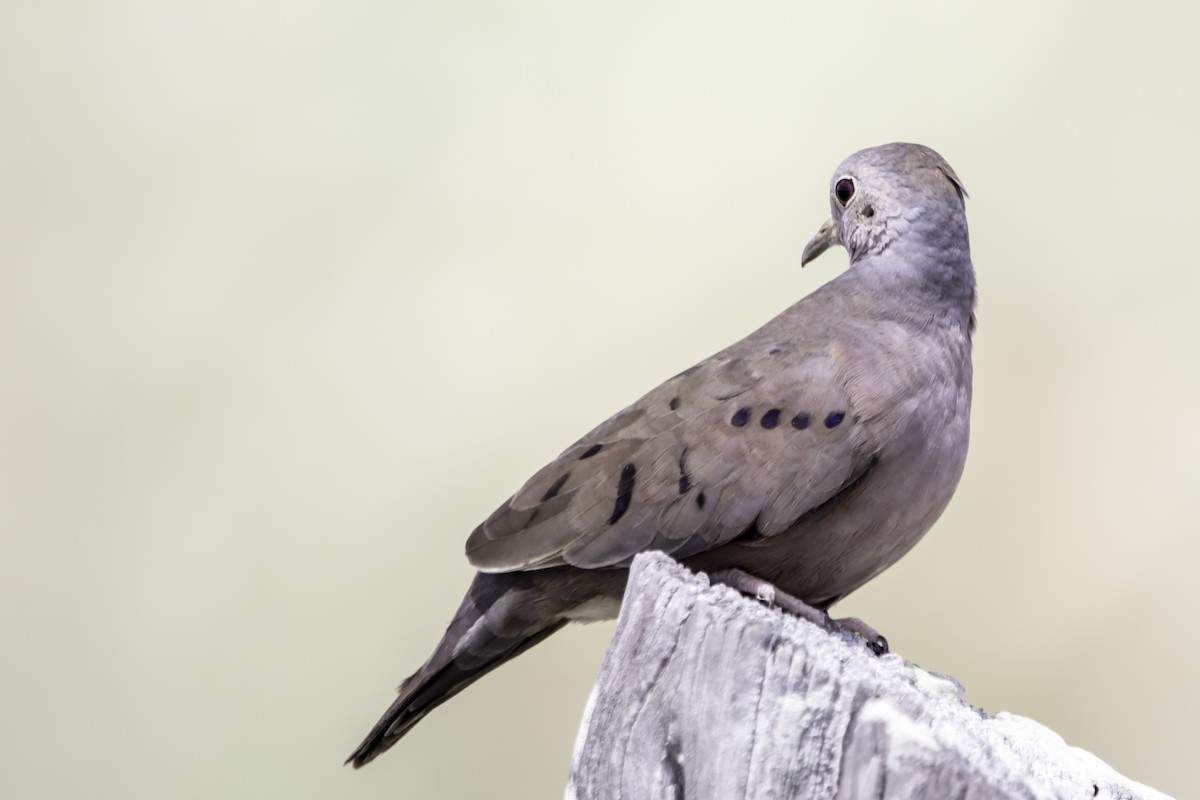 Plain-breasted Ground Dove - Jorge Eduardo Ruano