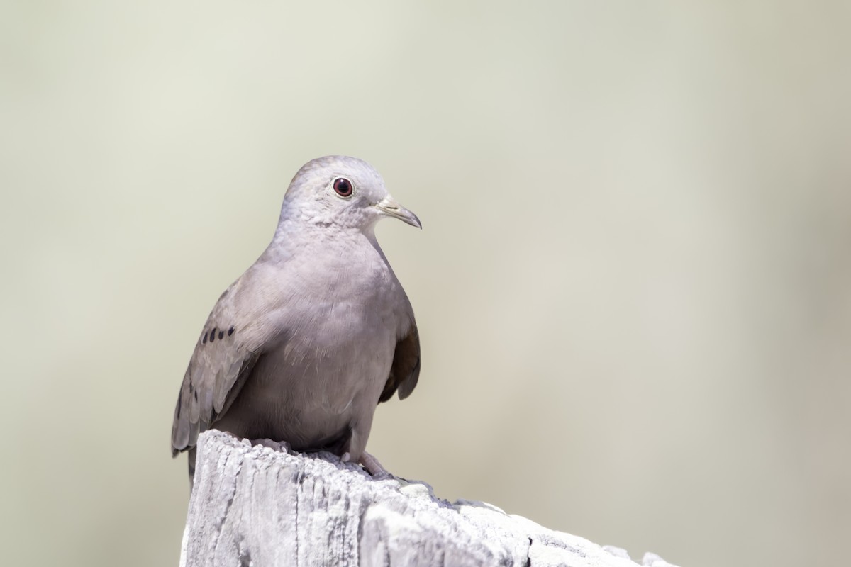 Plain-breasted Ground Dove - Jorge Eduardo Ruano