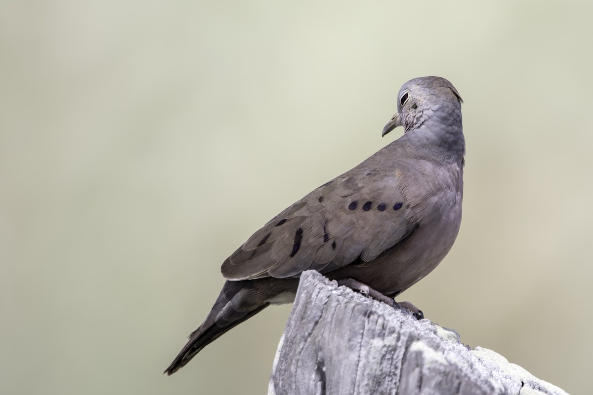Plain-breasted Ground Dove - Jorge Eduardo Ruano