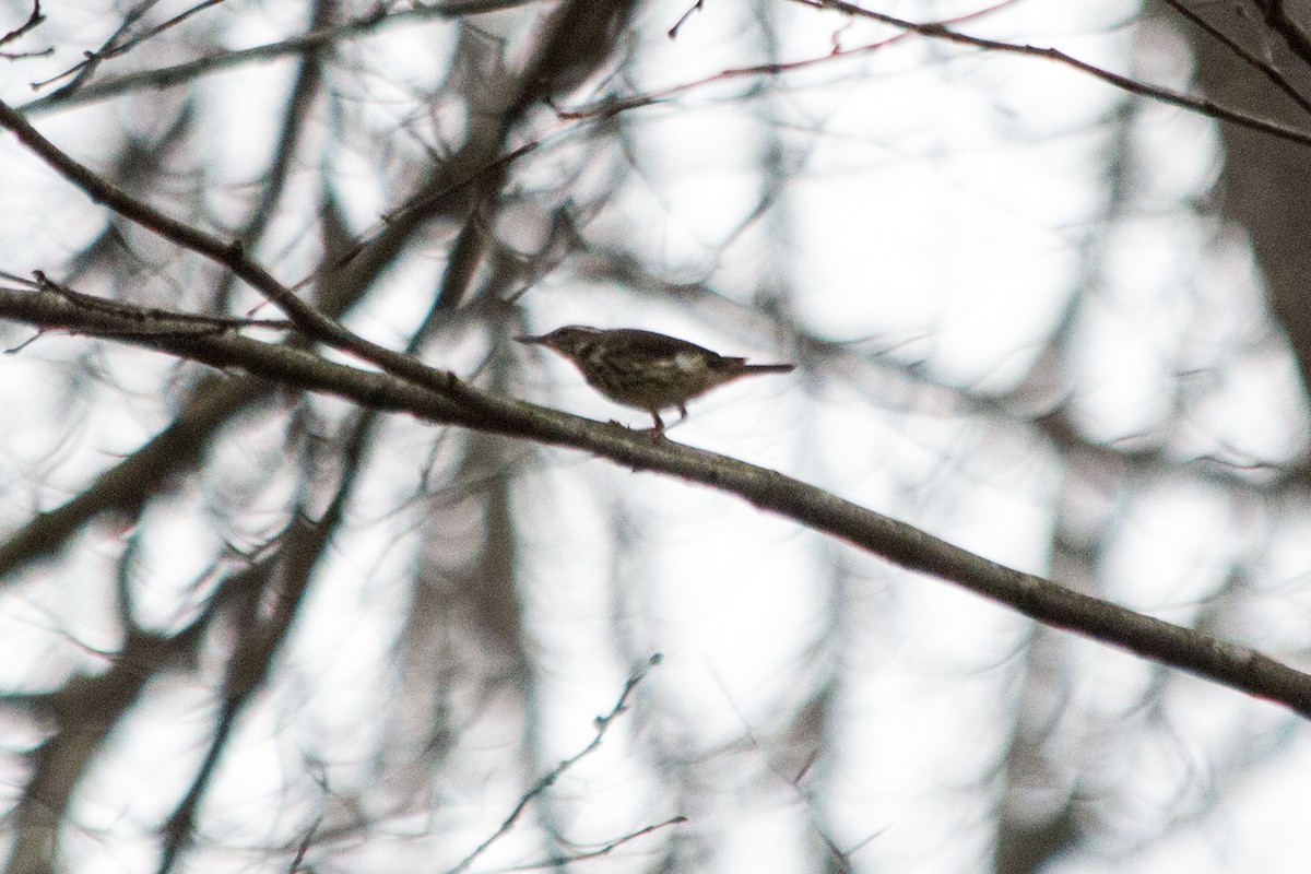 Louisiana Waterthrush - ML219021261