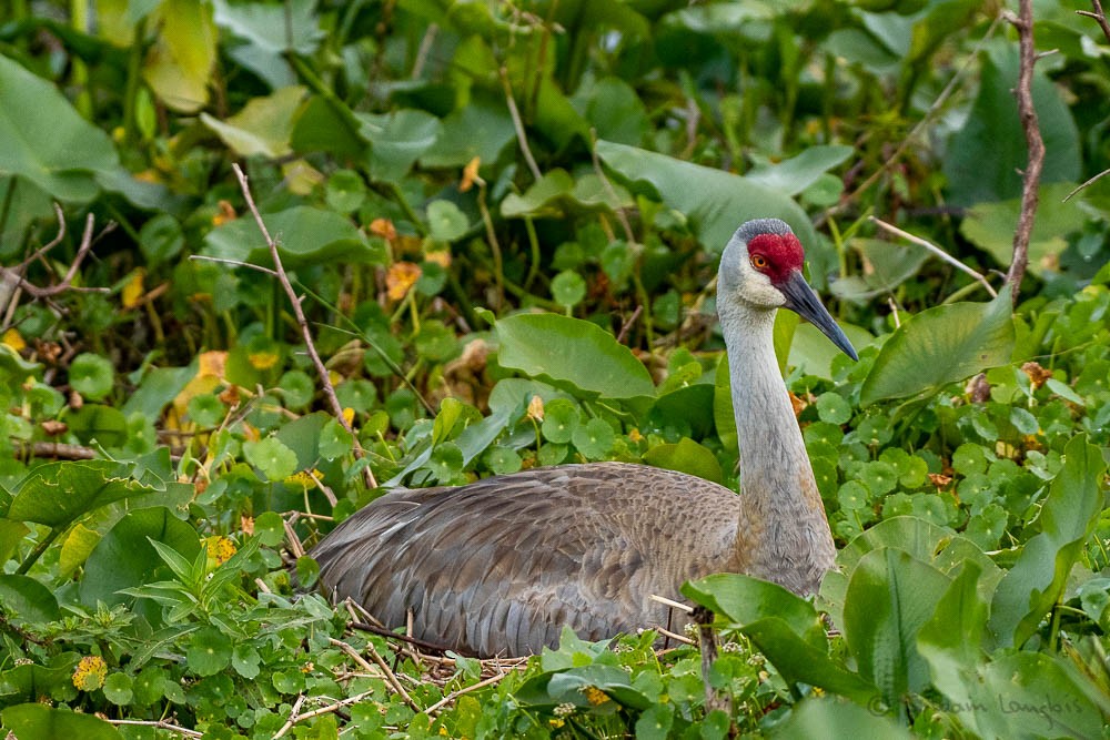 Sandhill Crane - ML219021961