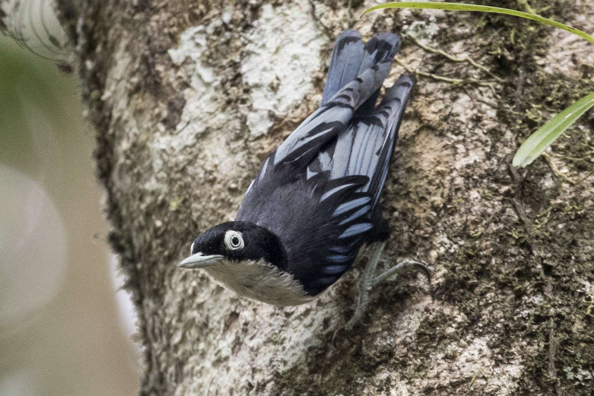 Blue Nuthatch - Robert Lockett