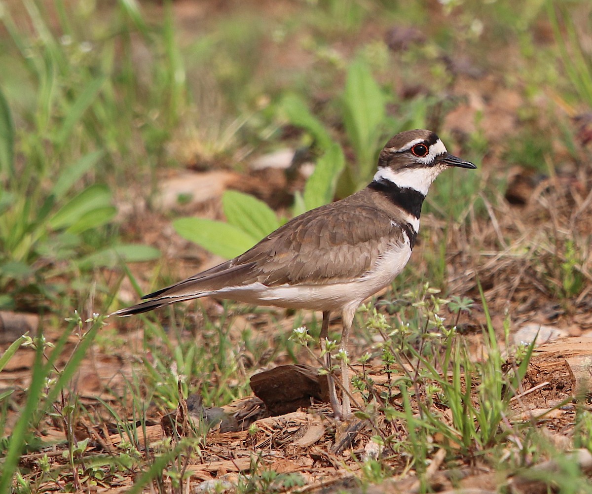 Killdeer - ML219024281