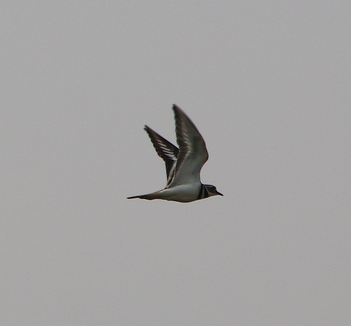 Killdeer - ML219024311