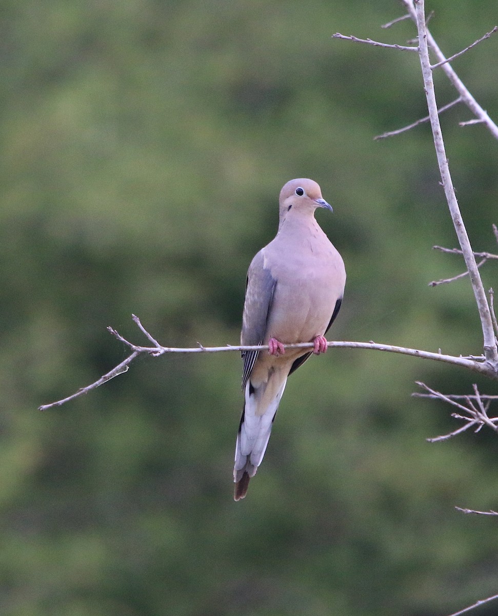 Mourning Dove - ML219024481