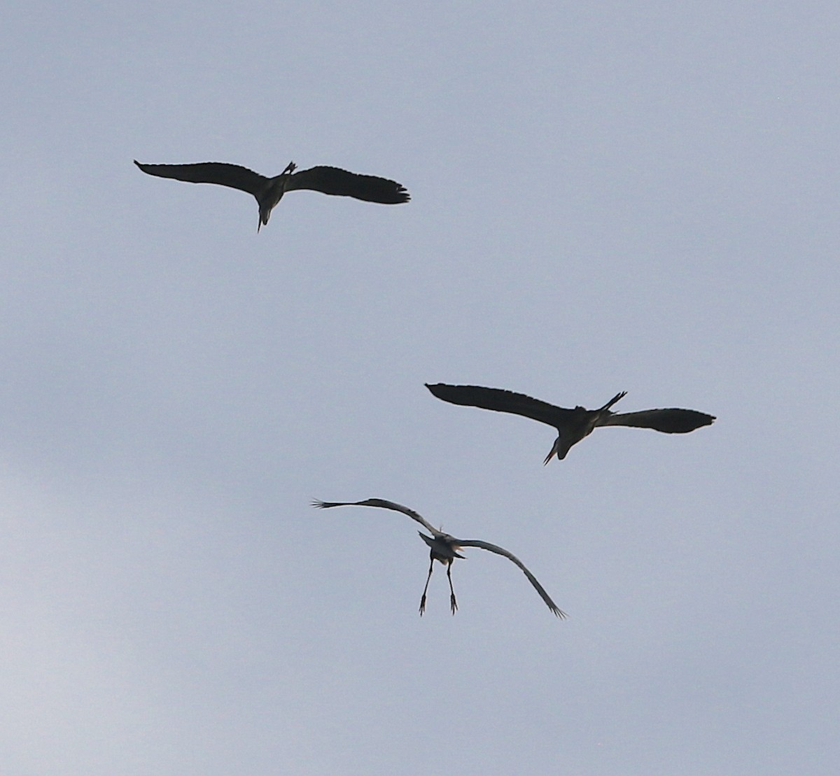 Great Blue Heron - ML219024501