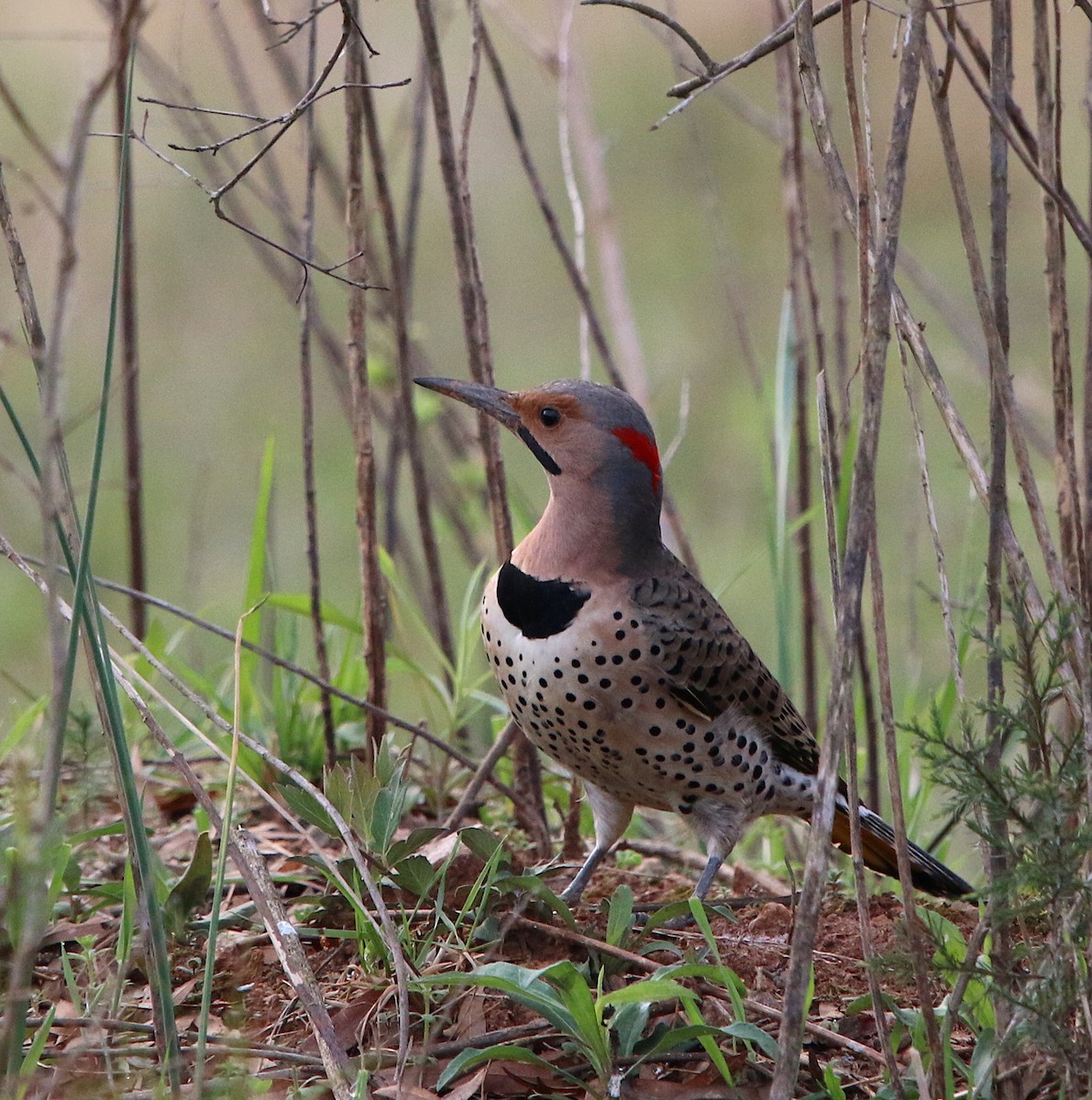 Northern Flicker - ML219024551