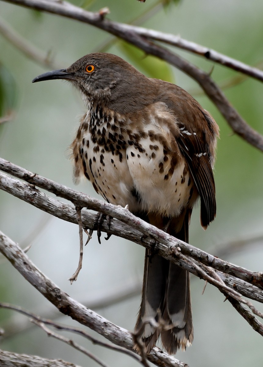 雑種 マルハシツグミモドキ x ハシナガツグミモドキ - eBird