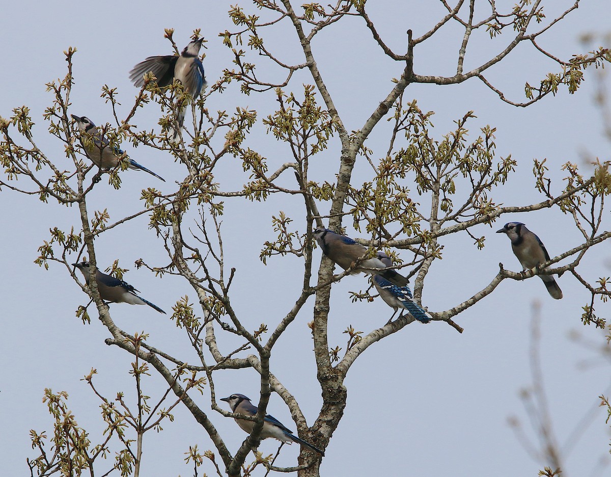 Blue Jay - ML219024651