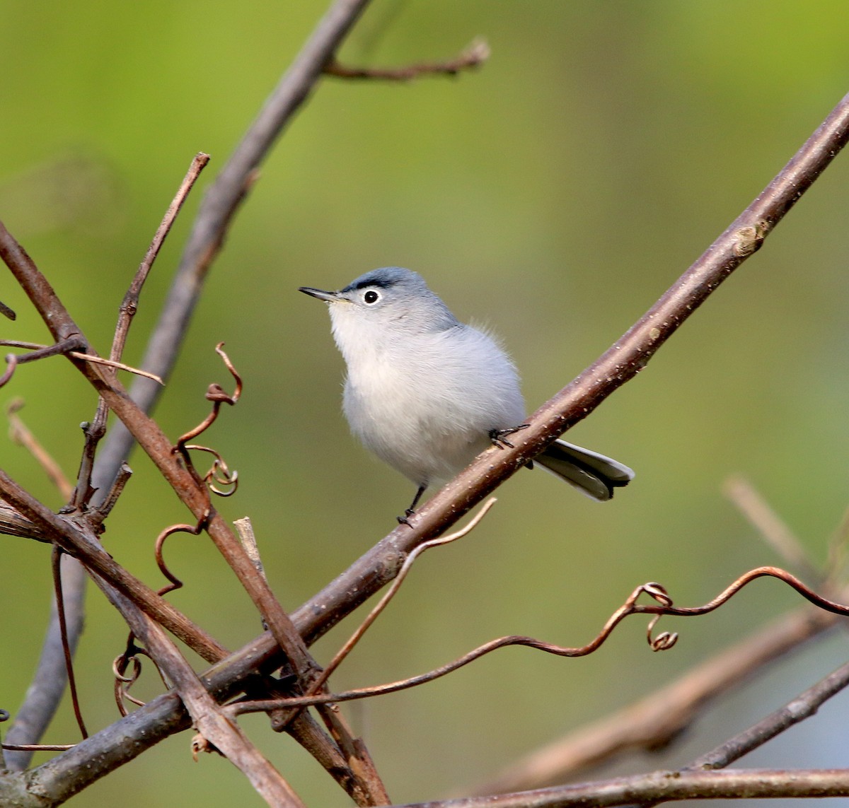 Blue-gray Gnatcatcher - ML219024911