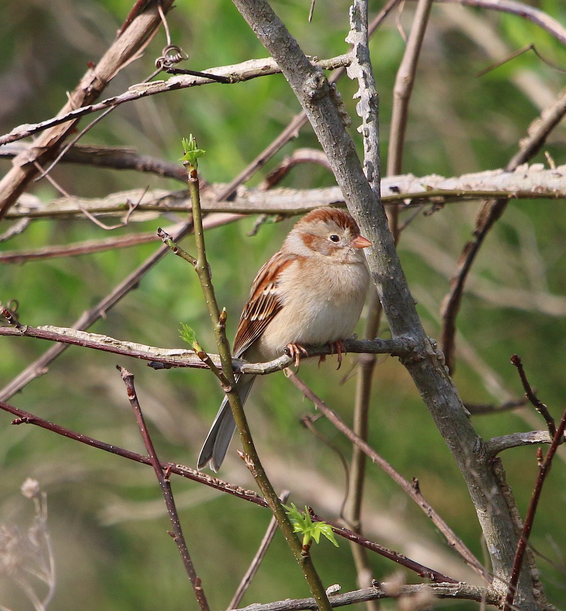 Field Sparrow - ML219025141