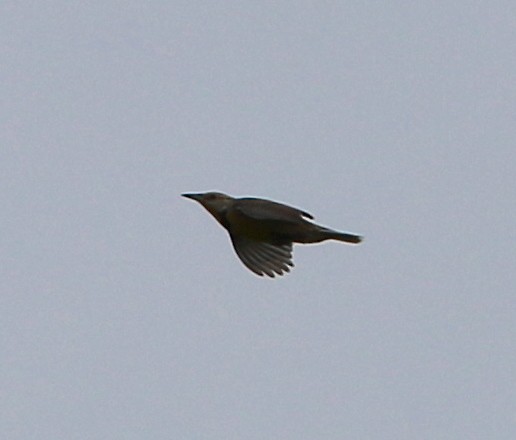 Eastern Meadowlark - ML219025171