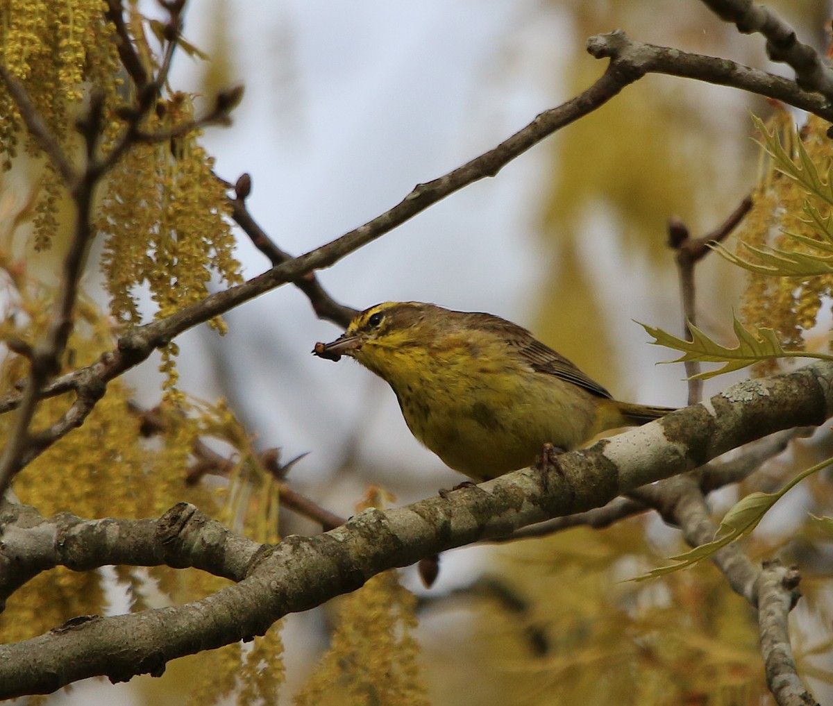 Palm Warbler - ML219025251