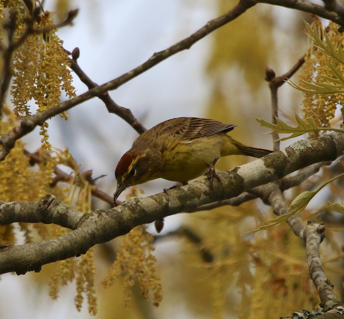 Palm Warbler - ML219025261