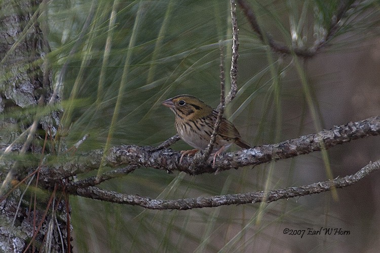 Henslow's Sparrow - Earl Horn