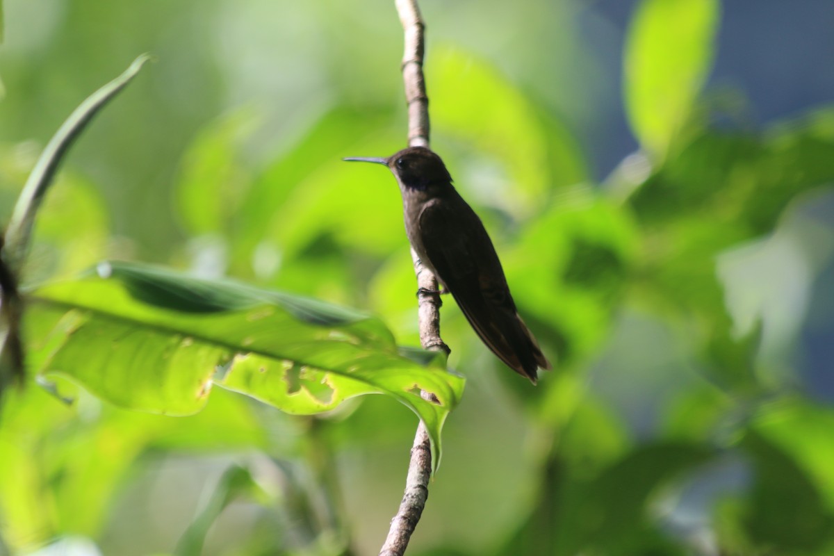 Brown Violetear - ML219025611