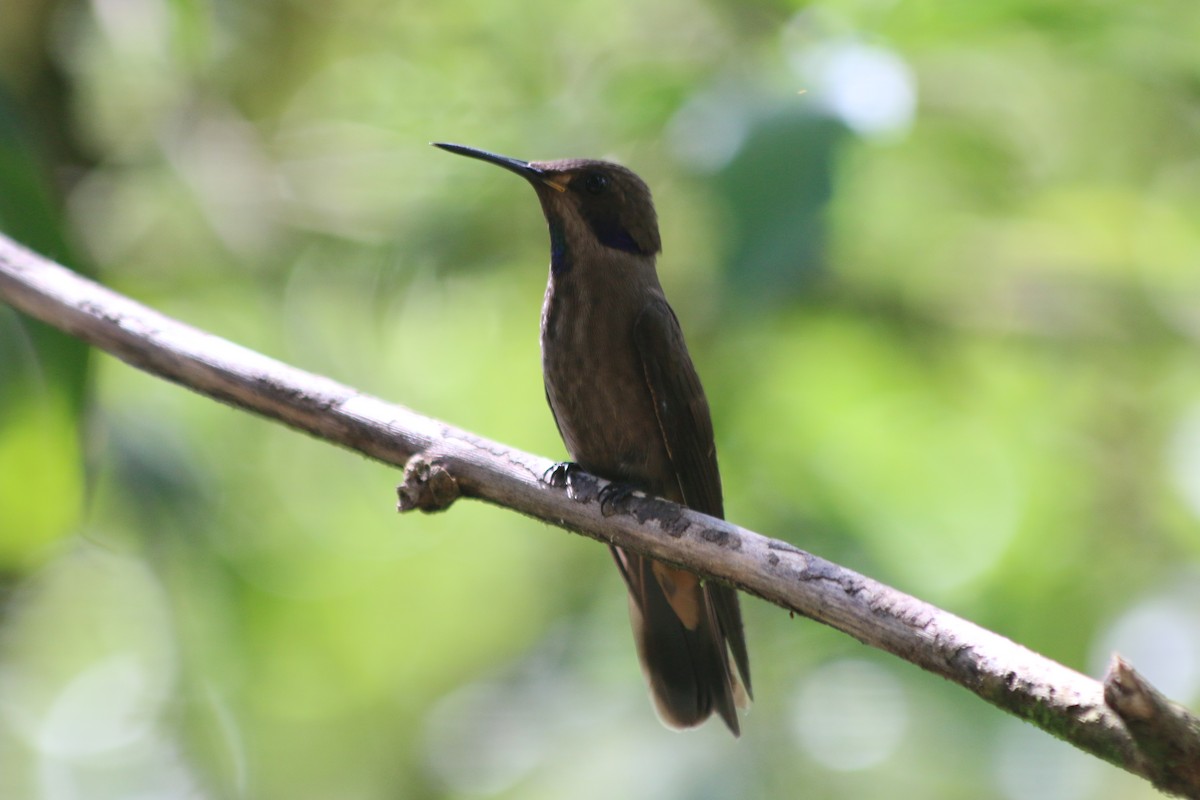 Brown Violetear - ML219026361