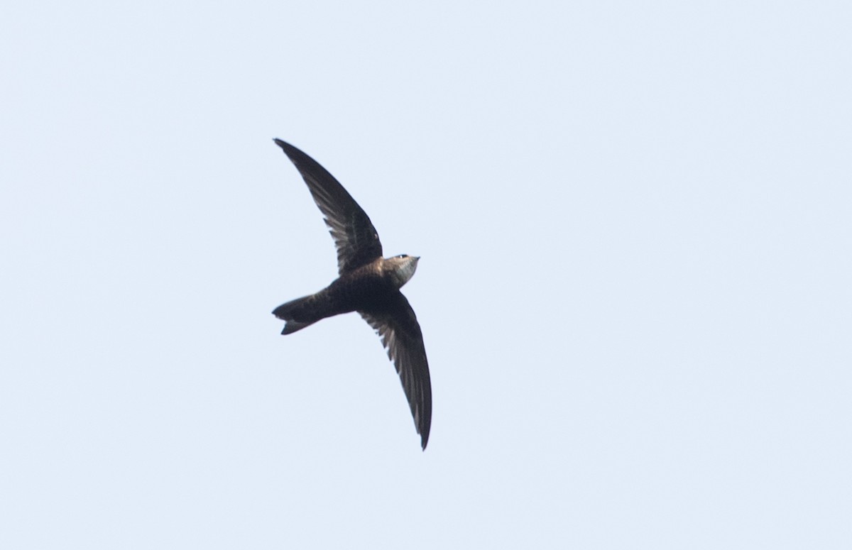 House Swift - Ian Davies