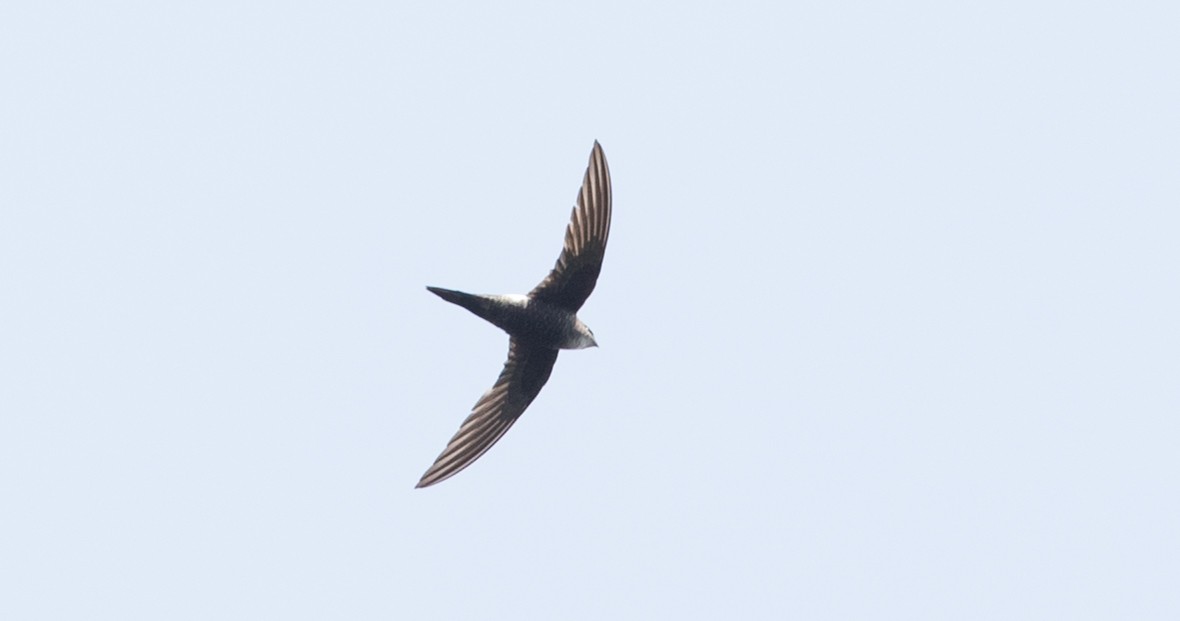 Pacific Swift - Ian Davies