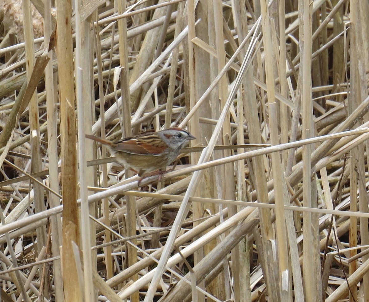 Swamp Sparrow - doug beattie