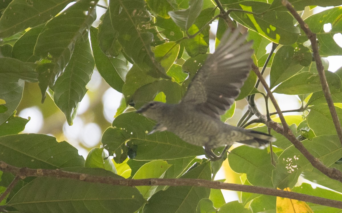 Lesser Cuckooshrike - ML219028271