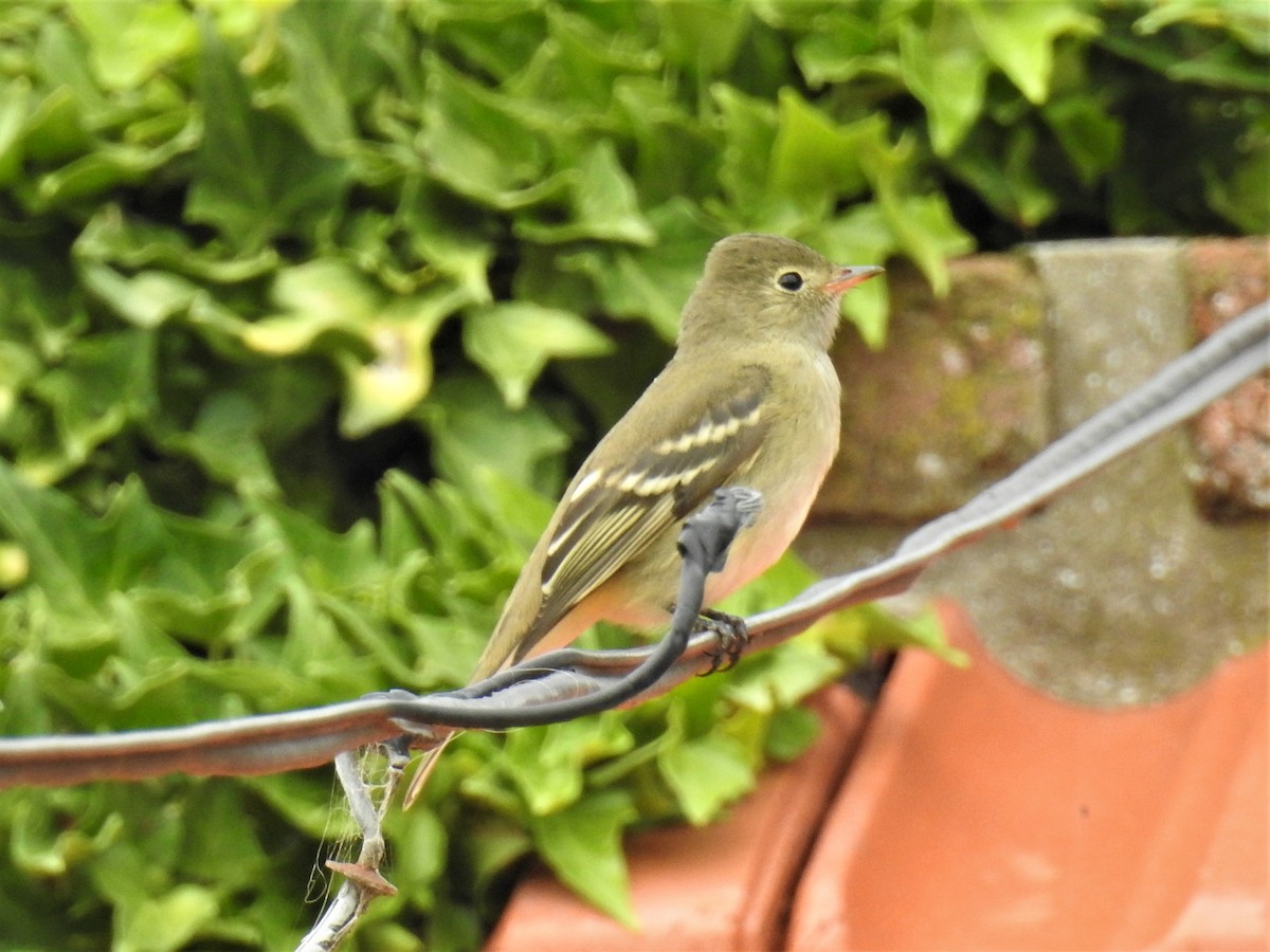 White-crested Elaenia - ML219030021