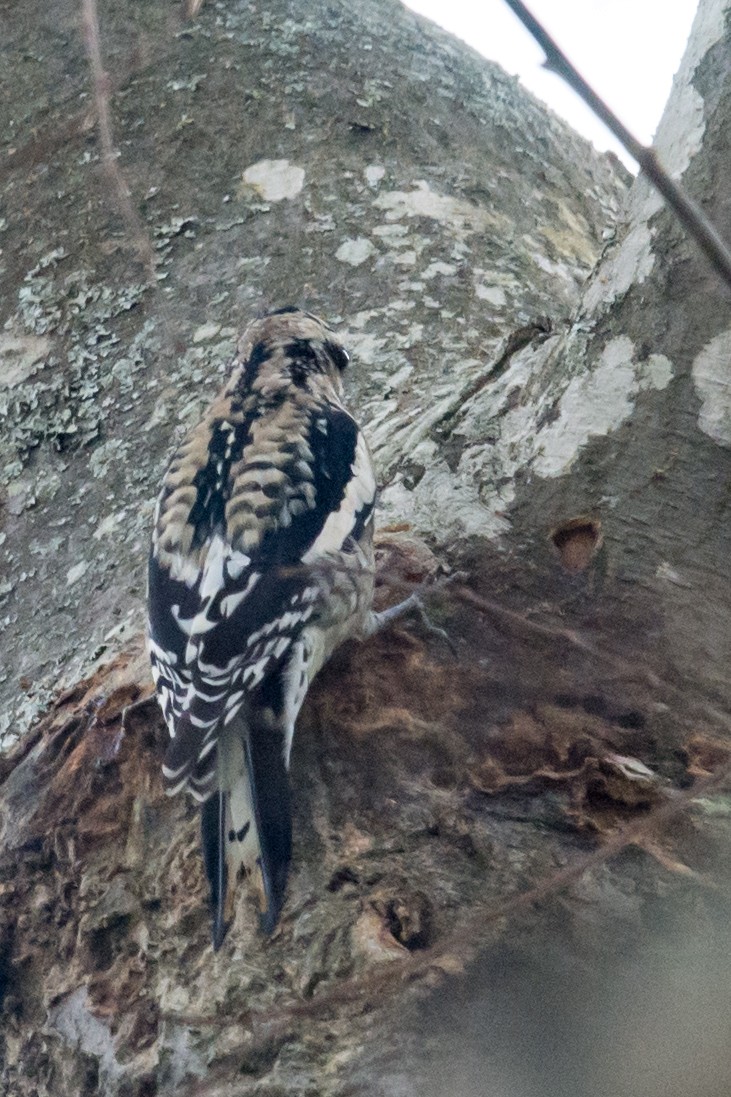Yellow-bellied Sapsucker - ML21903141