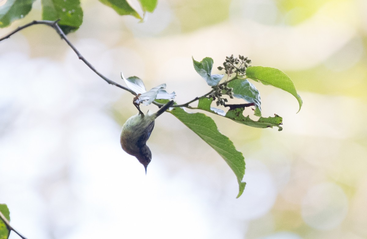 tanımsız nektarkuşu (Nectariniidae sp.) - ML219031731